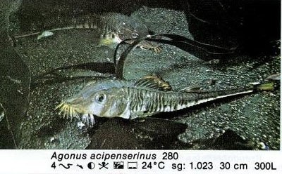 Agonus acipenserinus